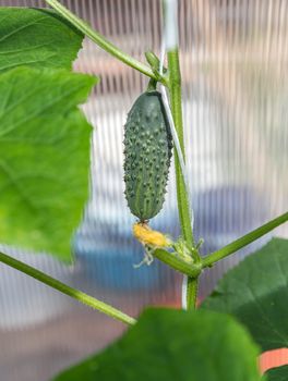 Green cucumber growing in the garden