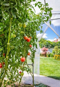 View from inside small private greenhouse with tomatoes