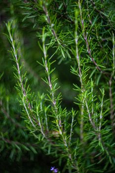 Rosemary plant in the home garden as a cooking concept