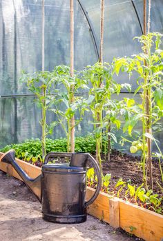 Greenhouse in back garden with open door