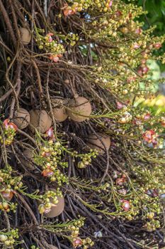 Cannonball tree. Couroupita guianensis.