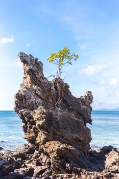 Lonely tree growing on a cliff/ Concept of success, difficulty, win