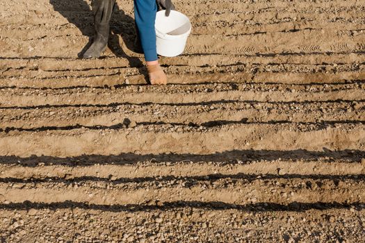 A woman plants an onion billet in the afternoon