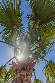 Sunbeam coming through palm tree leaves