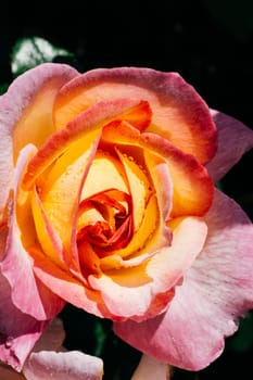 Colorful fresh rose in the close up view