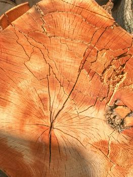 Background of wooden texture. Closeup of tree trunk with age rings