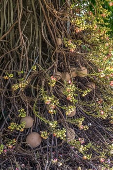 Cannonball tree. Couroupita guianensis.