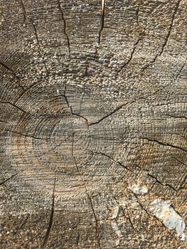 Background of wooden texture. Closeup of tree trunk with age rings