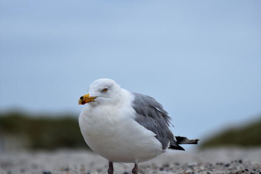 A seagull is sitting at the beach as a close-up