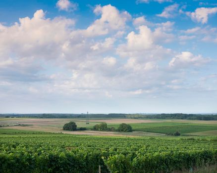 green landscape near saumur in Parc naturel regional Loire-Anjou-Touraine with vineyards under blue summer sky