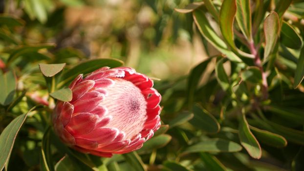Protea pink flower in garden, California USA. Sugarbush repens springtime bloom, romantic botanical atmosphere, delicate exotic blossom. Coral salmon spring color. Flora of South Africa. Soft blur.