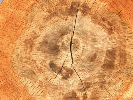 wood cut texture