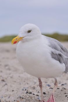 A seagull is sitting at the beach as a close-up