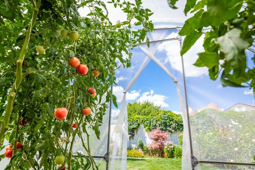 View from inside small private greenhouse with tomatoes