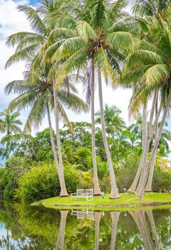 Beautiful park with tropical nature and palm trees