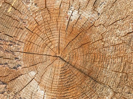 Background of wooden texture. Closeup of tree trunk with age rings