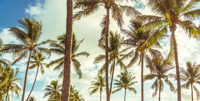 branches of coconut palms under blue sky, vintage retro style