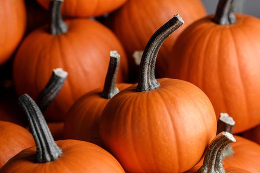 Many orange pumpkins collection on the autumn market