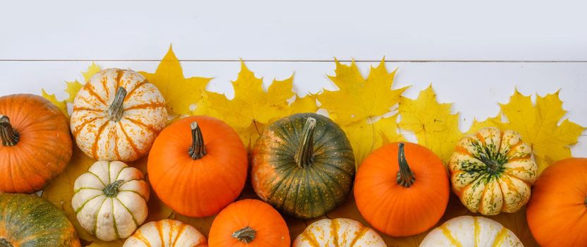 Many colorful pumpkins and maple leaves frame on white wooden background, autumn harvest, Halloween or Thanksgiving concept