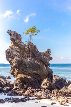 Lonely tree growing on a cliff/ Concept of success, difficulty, win