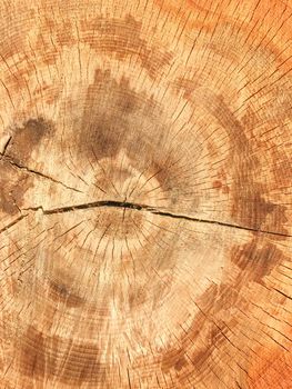 Background of wooden texture. Closeup of tree trunk with age rings