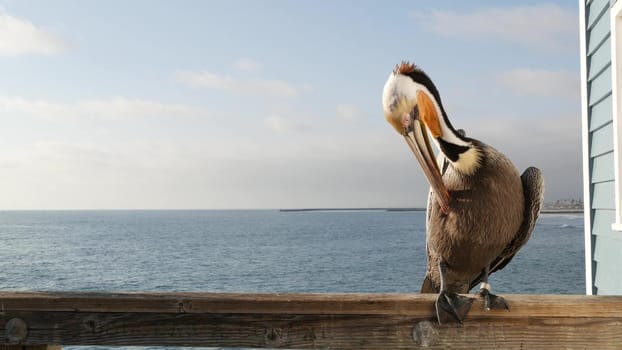 Wild brown pelican on wooden pier railing, Oceanside boardwalk, California ocean beach, USA wildlife. Gray pelecanus by sea water. Close up of coastal big bird in freedom and seascape. Large bill beak