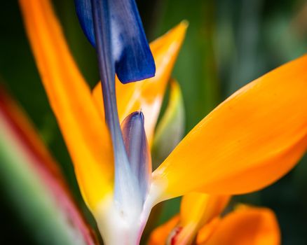 Multi coloured flower on blurred background, close-up detailed photo of vibrant flower