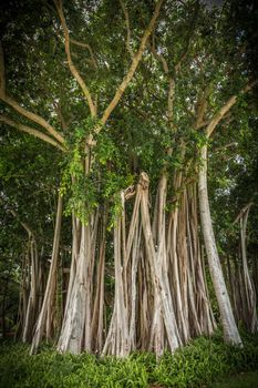 Beautiful Banyan tree in botanical garden