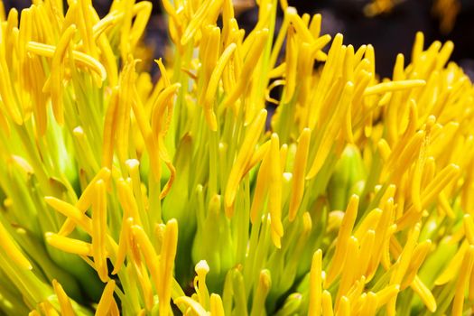 Close up of the yellow Agave flower