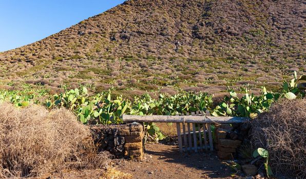 View of the typical Sicilian plants of prickly pears, Sicily