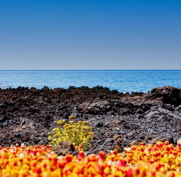 View of the scenic wildflowers growing in the lava rock next to the sea, Linosa. Sicily