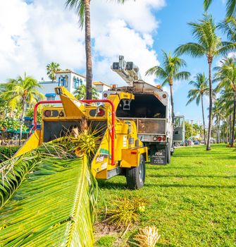 Miami, USA - September 09.09.2019: Cutting palm trees on Miami South Beach USA