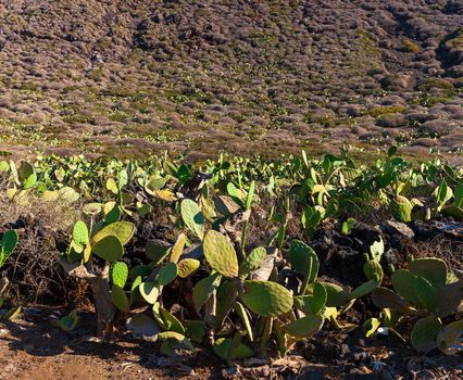 Typical Linosa countryside with wild plants of prickly pears, Sicily