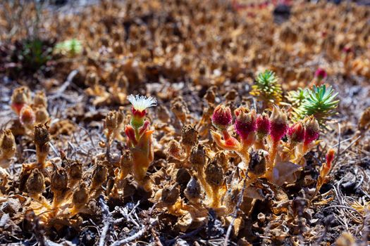 Close up of Mesembryanthemum crystallinum flowers. It is a prostrate succulent plant covered with large, glistening bladder cells or water vesicles, reflected in its common names of common ice plant, crystalline ice plant or ice plant