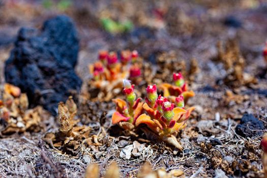 Close up of Mesembryanthemum crystallinum flowers. It is a prostrate succulent plant covered with large, glistening bladder cells or water vesicles, reflected in its common names of common ice plant, crystalline ice plant or ice plant