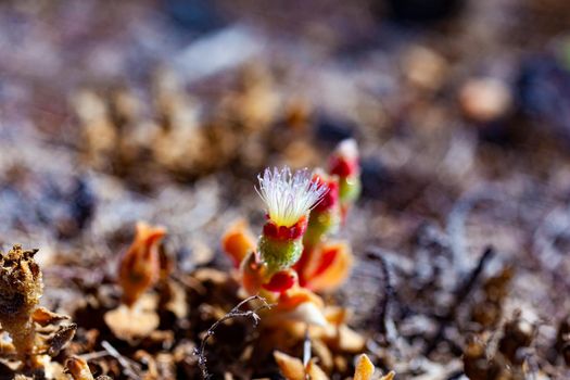 Close up of Mesembryanthemum crystallinum flowers. It is a prostrate succulent plant covered with large, glistening bladder cells or water vesicles, reflected in its common names of common ice plant, crystalline ice plant or ice plant