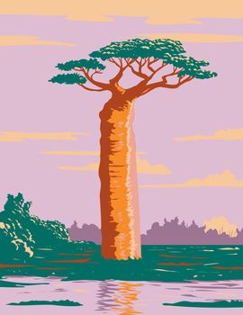 WPA poster art of a Grandidier's baobab or Adansonia grandidieri, the biggest and most famous of Madagascar's species of baobabs endemic to island of Madagascar in works project administration style.