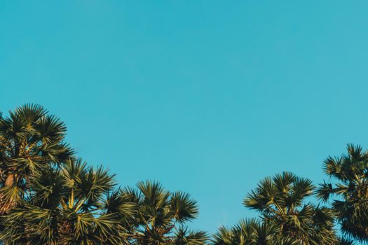 Tropical coconut tree at beach and white sand in summer season with sun light blue sky background.