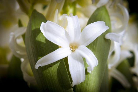 White hyacinth in full spring bloom. No people