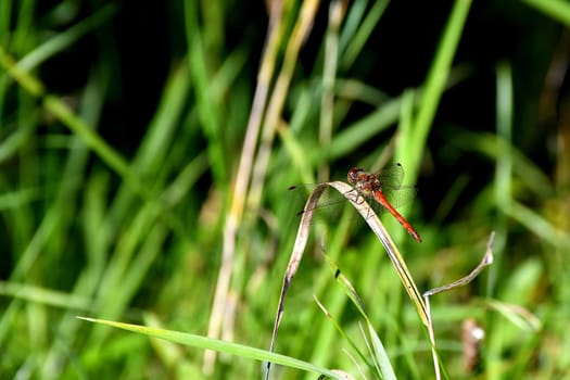 vagrant darter on a grass in autumn in Germany