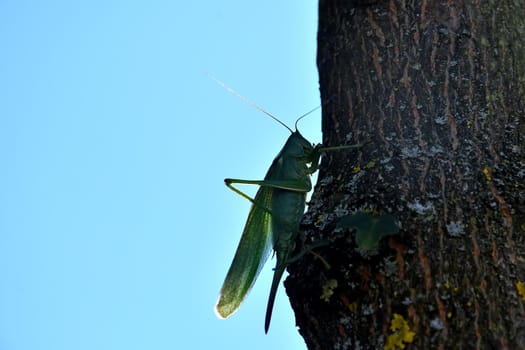 Great Green Bush-Cricket on a tree in backlit