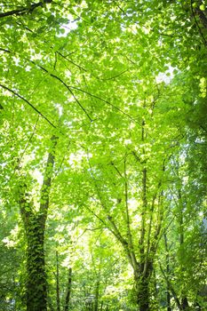 Trees with very green leaves in a forest. No people