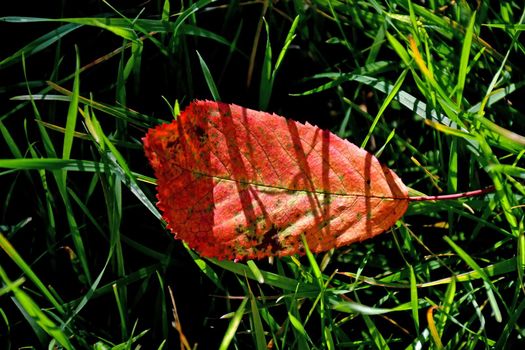 autumnal colored beech leaf in a green meadow