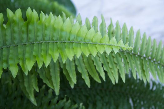 Dark green fern leaves in tropical environment. No people