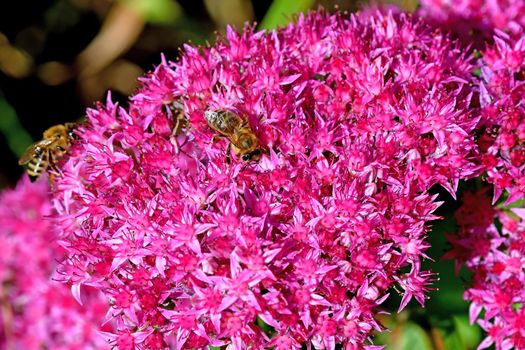 bees on flower of livelong