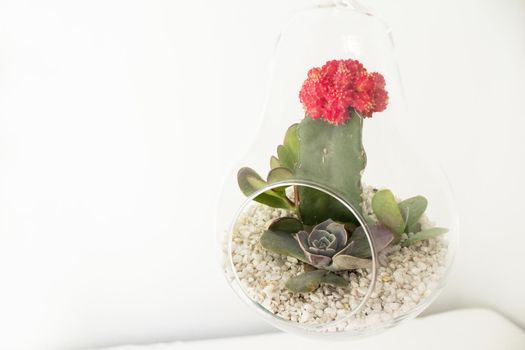 Succulent plant terrarium inside a glass pear. No people