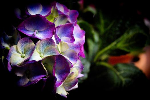 Hydrangea plant in full bloom. Pink and lilac color