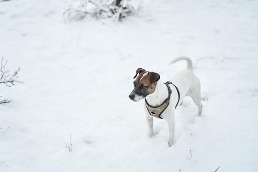 Walk in winter park with your dog. Happy dog in snow covered park.