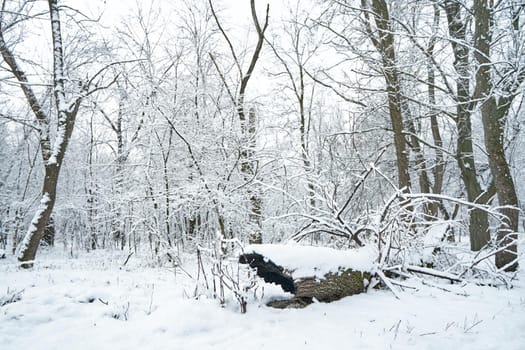 Snow covered winter forest scenery. Old fallen log covered with fresh snow.