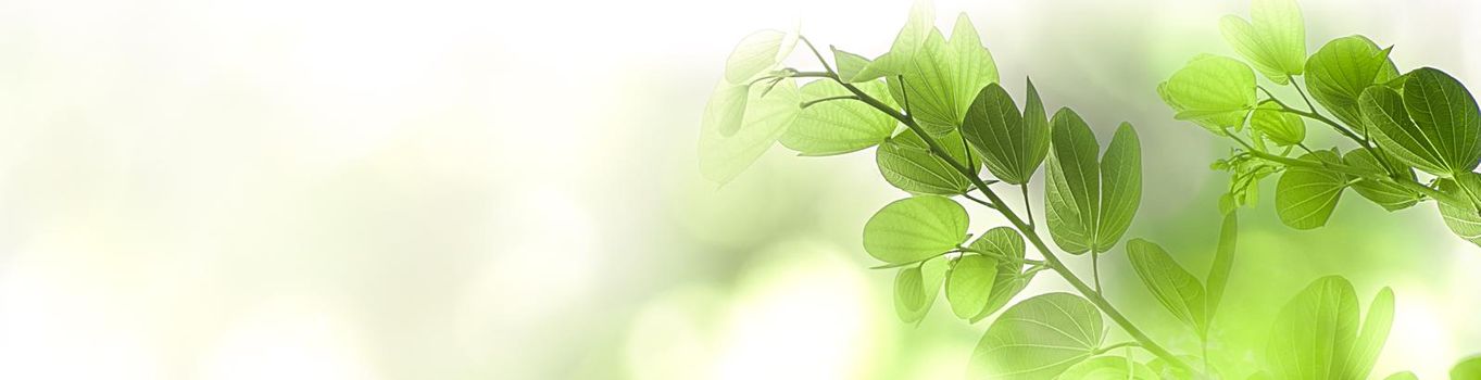 Nature green tree fresh leaf on beautiful blurred soft bokeh sunlight background with free copy space, spring summer or environment cover page, template, web banner and header.